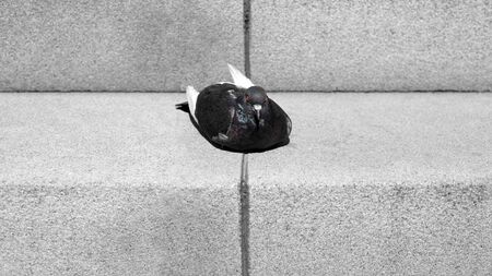 Close up grey pigeon on the stairs.の写真素材