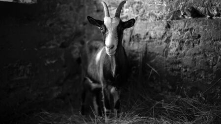 Black and white portrait of the goat in the barn.の写真素材
