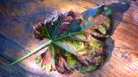 Close up autumn Left on the wooden surfaceの写真素材