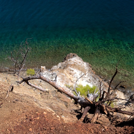 Fallen tree next to seaside.の写真素材