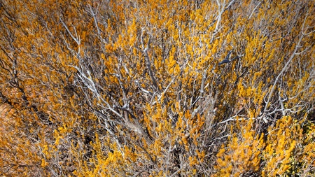 Close Up Bushes backgroundの写真素材