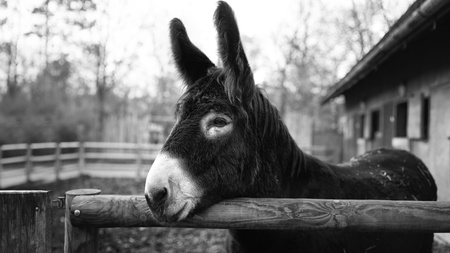 Black and white closeup portrait of a donkey with bokeh backgroundの写真素材