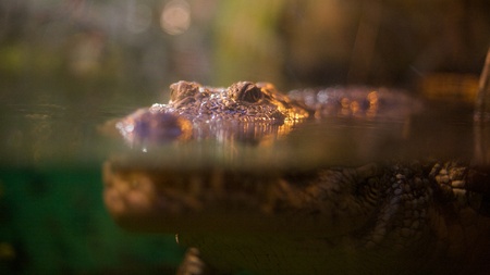 Portrait of alligatorの写真素材