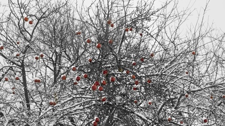 Snowy apple tree in winterの写真素材