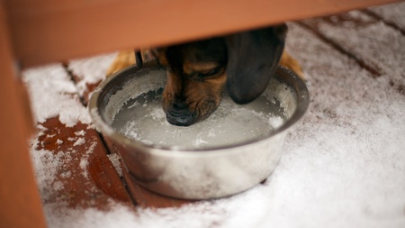 Dog tries to drink water from frozen potの写真素材
