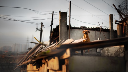 Dog is standing on the roof in the slam of Istanbul, Turkeyの写真素材