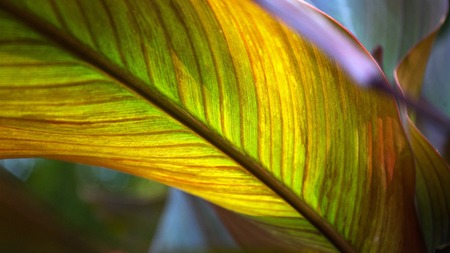 Close up colorful leaf texture with backlitの写真素材