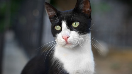 Portrait of black stray cat with green eyesの写真素材