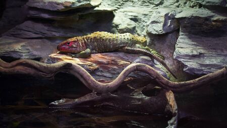Northern Caiman Lizard - Guyana Krokodilteju - Dracaena Guianensis - 
Crocodile Tejuの写真素材