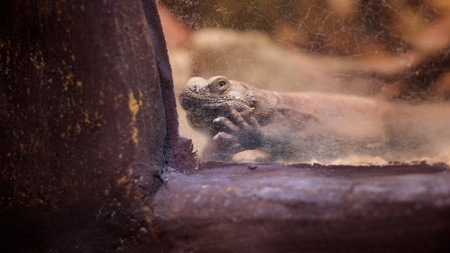 Close up portrait of lizard in terrariumの写真素材