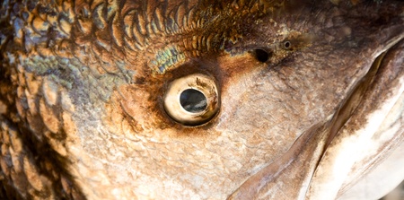 Close up texture of frozen fish eye