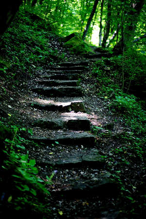 ladder