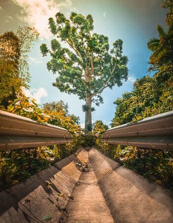 Arbol grande en carretera, verde, cielos celesteの写真素材
