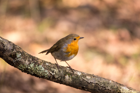 Petirrojo, Erithacus rubecula, posado sobre una rama en un claro del bosqueの写真素材