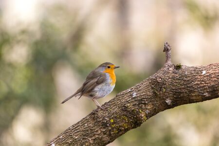 Petirrojo, Erithacus rubecula, posado sobre una rama en un claro del bosque