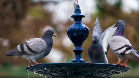 Doves on Fountain Cadiz Spainの写真素材