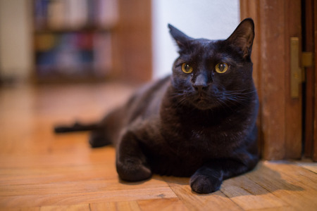 Portrait of black cat with yellow eyes at home.の写真素材