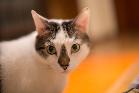 Portrait of white cat with green eyes at home.の写真素材