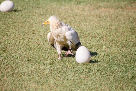 Egyptian vulture breaking plastic eggs with stones.