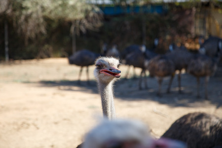 Portrait of an ostrich close up on a sunny dayの写真素材