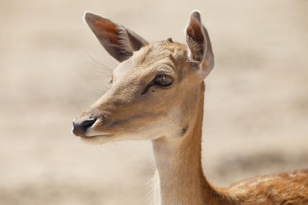 Common female deer or cervus elaphus in a wild sand areaの写真素材