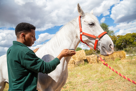 Young African American male using brush to care for hair of white horse on cloudy day ranchの写真素材