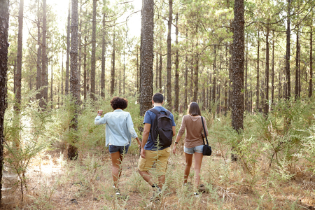 Happily relaxed friends walking in a pine tree forest in the late afternoon shadows while wearing casual clothingの写真素材