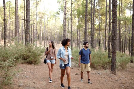 Young friends strolling through the pine tree plantation in the late afternoon sunshine while wearing casual clothingの写真素材