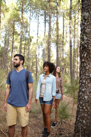 Three friends walking happily in a pine tree plantation in the late afternoon sun while wearing casual clothingの写真素材