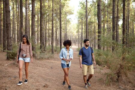 Young friends walking on a path in the pine tree plantation in the late afternoon sunshine while wearing casual clothingの写真素材