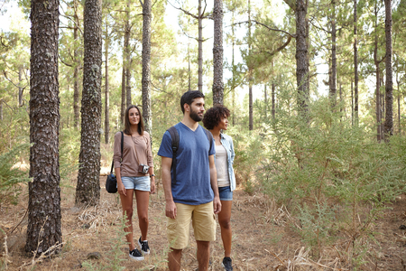 Three friends happily strolling through a pine tree plantation in the late afternoon sun while wearing casual clothingの写真素材