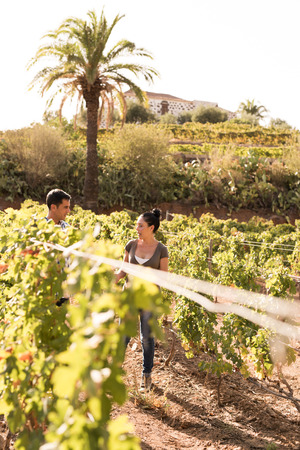 Two people standing in the vineyards having a conversation on a sunny dayの写真素材