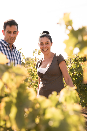 Happy couple spending time in the vineyards smiling and wearing leisure clothing while looking at the vinesの写真素材