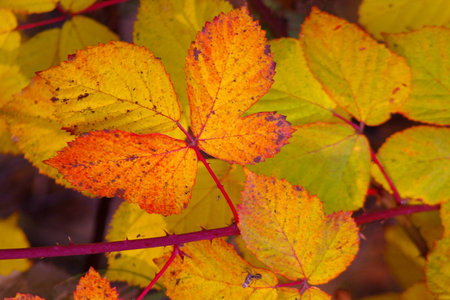 Autumn leavesの写真素材