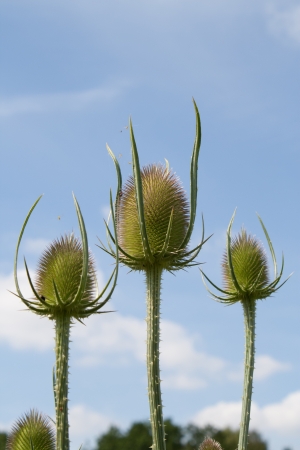 3 thistles in blue skyの写真素材