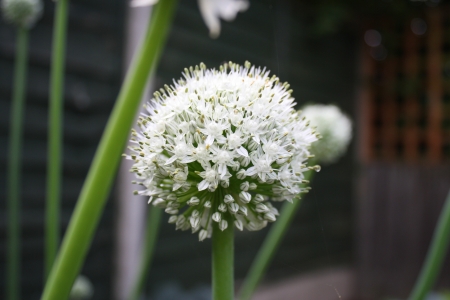 Alium seed headの写真素材