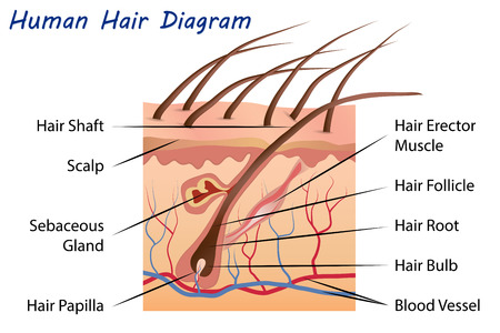 Human Hair Diagramのイラスト素材