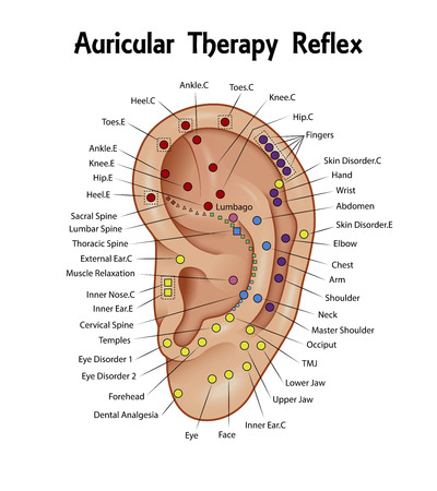 Auricular Therapy Reflex Chartのイラスト素材