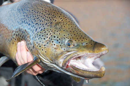 over 32 inches of power - middley limay river - patagonia argentina 