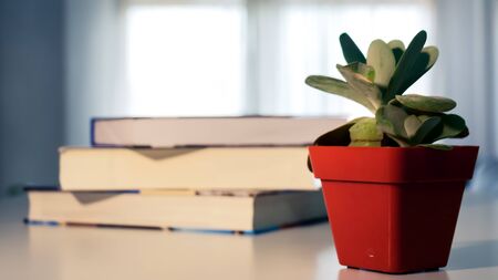 Plant next to a stack of books. White table Illuminated background. Warm light on the elements.の写真素材