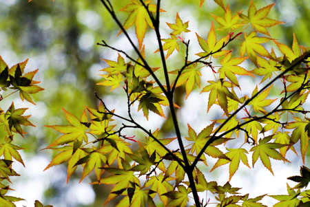 nature of adolescence