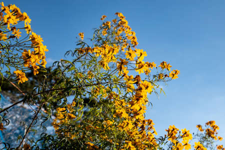 Yellow flowers against a blue skyの写真素材