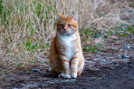 Orange and white cat sitting on the road and looking to the frontの写真素材