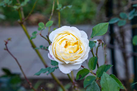 View of a white flower with some plants in the background with a bokeh effect.の写真素材