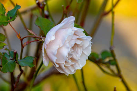 View of a white flower with some plants in the background with a bokeh effect.の写真素材