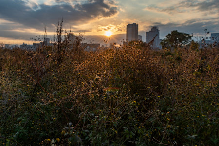 Beautiful sunlight covering some flowers in a sunny day without some clouds and couple of buildings in the background (Umeda, Osaka, Japan) (20221220-002)の写真素材