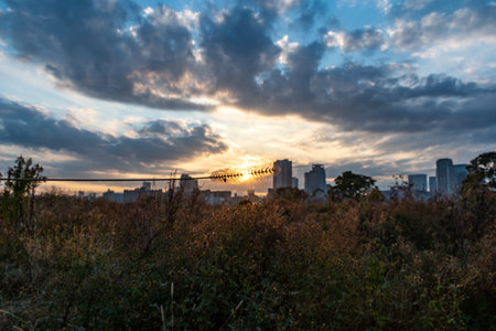 View of pigeon grass with other plants and sunrise in the background (Umeda, Osaka, Japan) (20221220-006)の写真素材
