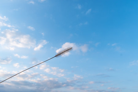 View of pigeon grass with the sky and some clouds in the background (Umeda, Osaka, Japan) (20221220-009)の写真素材