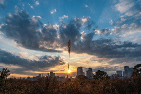 View of pigeon grass with other plants and sunrise in the background (Umeda, Osaka, Japan) (20221220-026)の写真素材