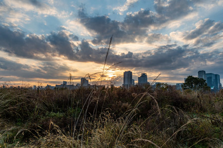 Beautiful sunlight covering some flowers in a sunny day without some clouds and couple of buildings in the background (Umeda, Osaka, Japan) (20221220-010)の写真素材